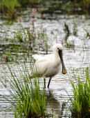 Spoonbill